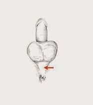 potens kasları ve potensi arttırmak için gerginlikleri